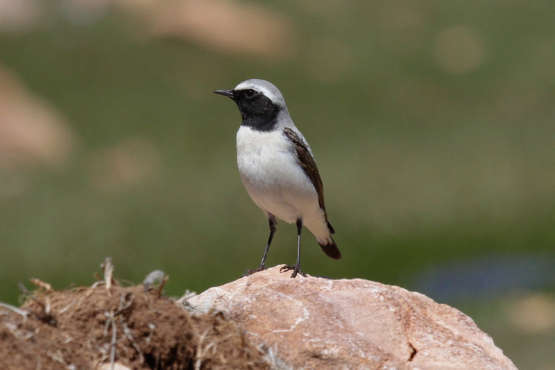 Seebohms Wheatear, Atlas Mountains, 2 April 2015, low res-2993.jpg