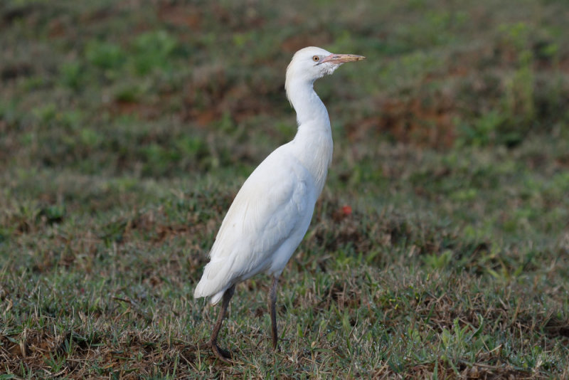 Cattle Egret, Merja Zerga, 3 April 2015 -3587.jpg