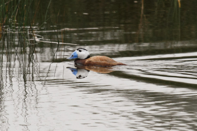 White-headed Duck, Lac de Sidi-Bourhaba, 3 April 2015 -3434.jpg