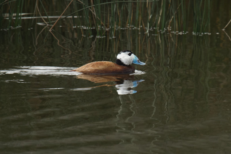 White-headed Duck, Lac de Sidi-Bourhaba, 3 April 2015 -3438.jpg