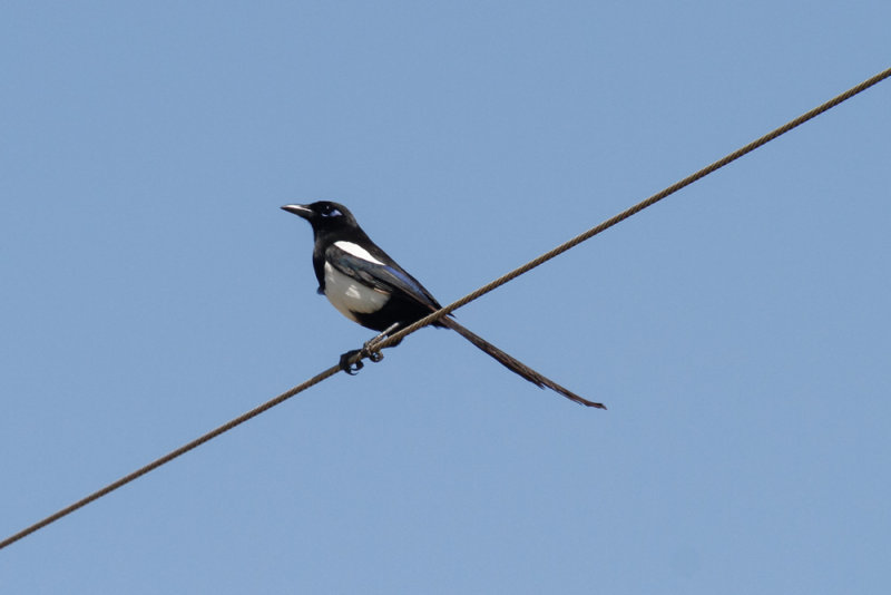 Magpie, Lac di Sidi Bourhaba, 4 April 2015 -3738.jpg