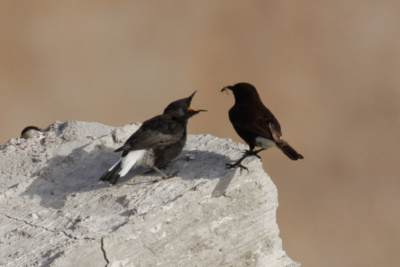 Bklack Wheatear, Cap Rhir, 6 April 2015 -8692.jpg