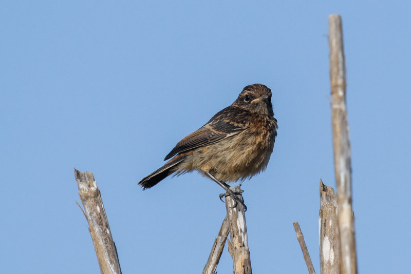 European Stonechat, Oued Massa, 6 April 2015-8957.jpg