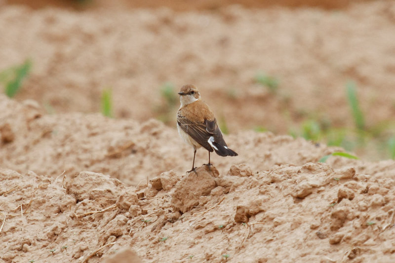 Black-eared Wheatear, Oued Massa, 7 April 2015-9141.jpg