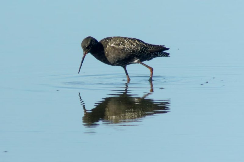 Spotted Redshank (Tringa erythropus)