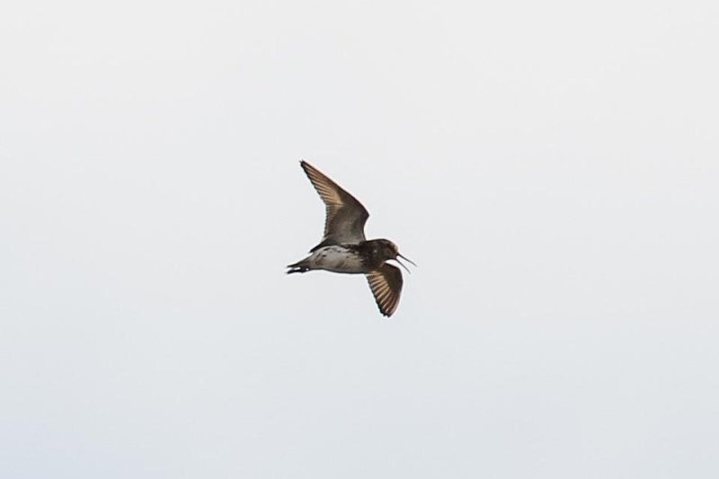 Broad-billed Sandpiper (Limicola falcinellus)