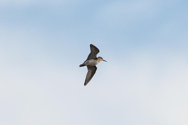 Broad-billed Sandpiper (Limicola falcinellus)