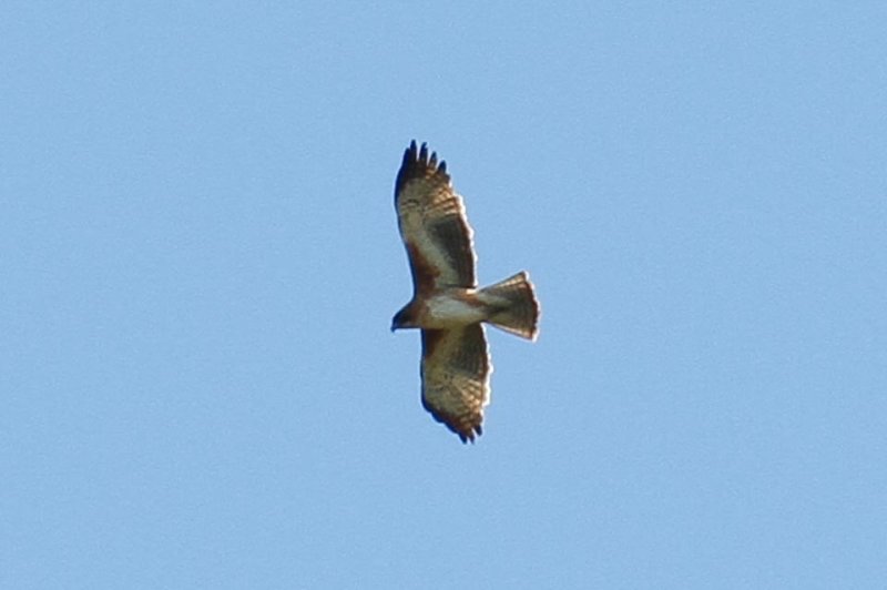 Little Eagle (Hieraaetus morphnoides)