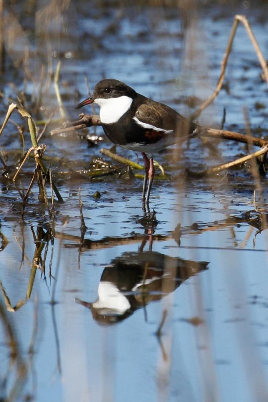 Red-kneed Dotterel (Erythrogonys cinctus)