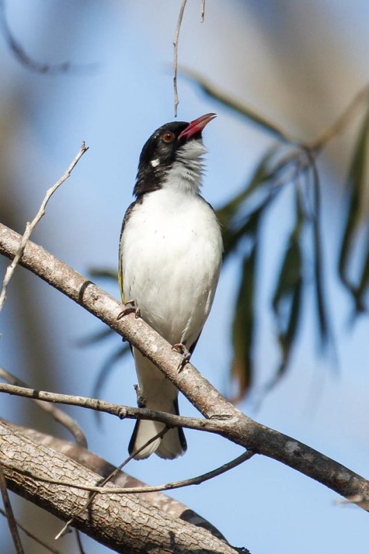 Painted Honeyeater (Grantiella picta)