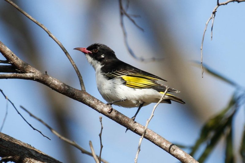 Painted Honeyeater (Grantiella picta)