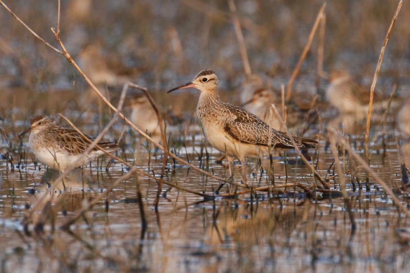 Little Whimbrel (Numenius minutus)