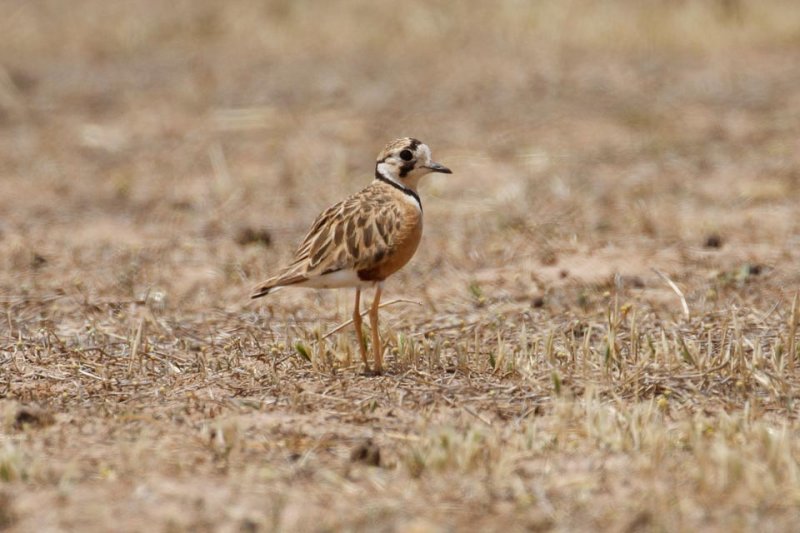 Inland Dotterel _MG_0772.jpg