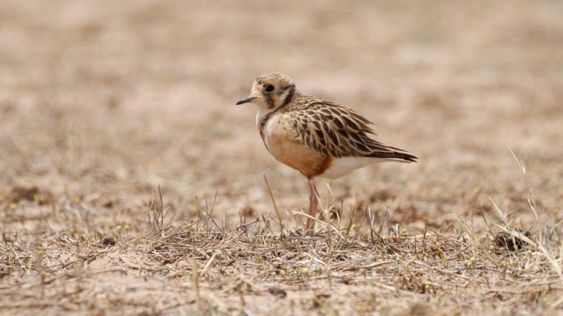 Inland Dotterel _MG_0845-2.jpg
