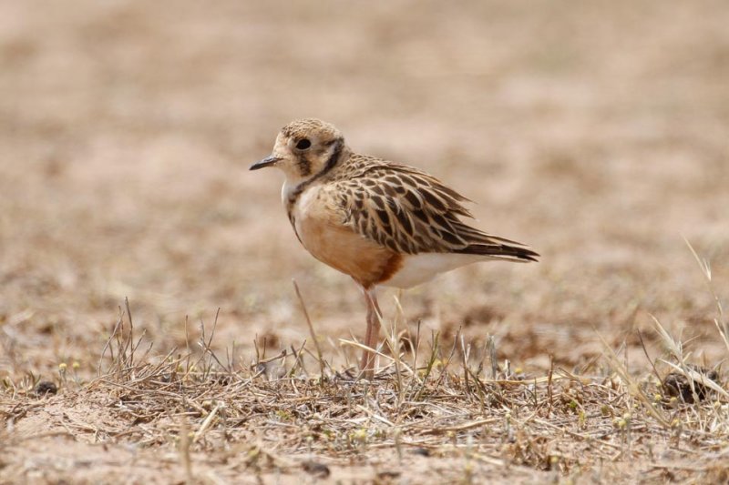 Inland Dotterel _MG_0845.jpg