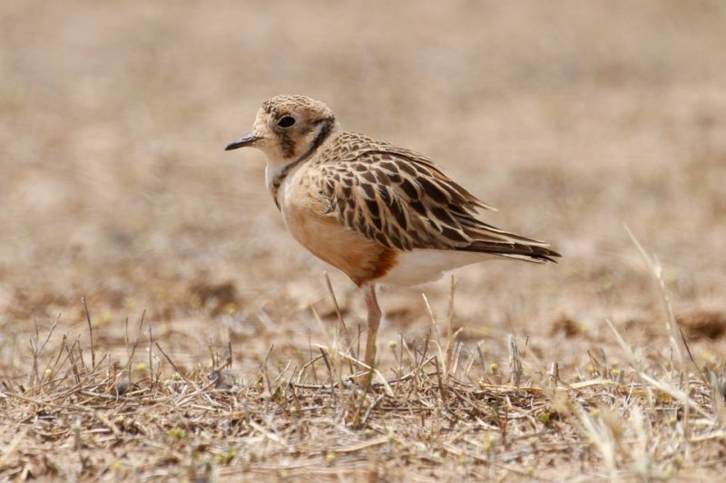 Inland Dotterel _MG_0852.jpg