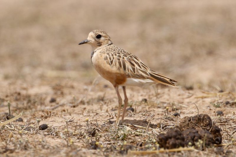Inland Dotterel _MG_0874.jpg