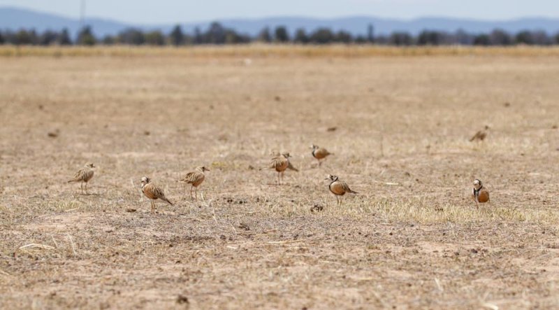 Inland Dotterel _MG_0918.jpg