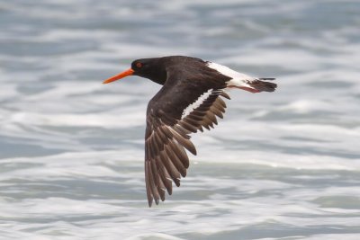 Pied Oystercatcher (Haematopus longirostris)