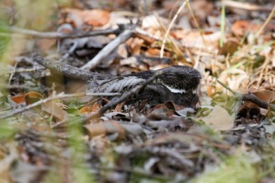 White-throated Nightjar _MG_7707.jpg