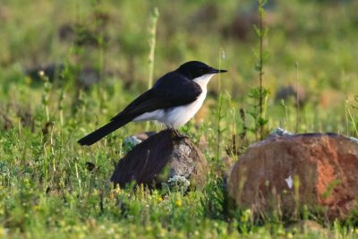 Restless Flycatcher (Myiagra inquieta)