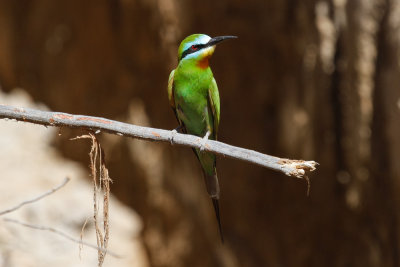 Blue-cheeked Bee-eater-2555.jpg