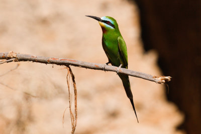 Blue-cheeked Bee-eater-2566.jpg