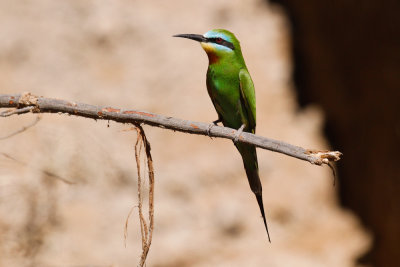 Blue-cheeked Bee-eater-2569.jpg