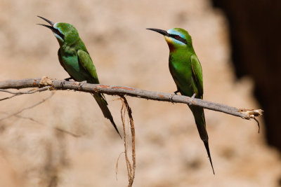 Blue-cheeked Bee-eater-2575.jpg