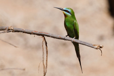 Blue-cheeked Bee-eater-2586.jpg