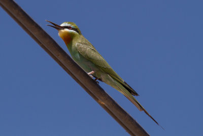 Blue-cheeked Bee-eater-2595.jpg