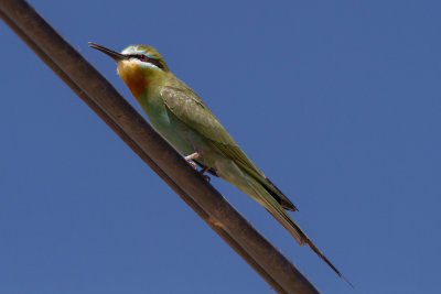 Blue-cheeked Bee-eater-2596.jpg