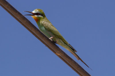 Blue-cheeked Bee-eater-2599.jpg