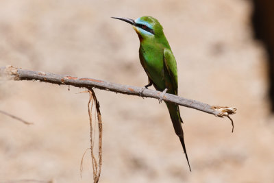 Blue-cheeked Bee-eater-2604.jpg