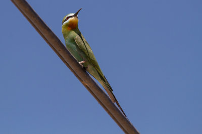 Blue-cheeked Bee-eater-2614.jpg