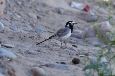 Moroccan Wagtail, Rissani, 1 April 2015-2467.jpg