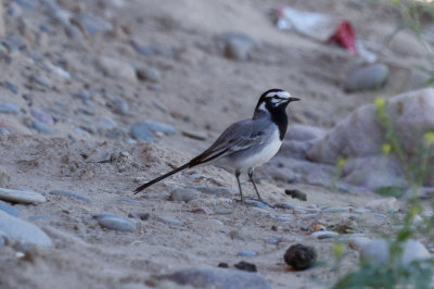 Moroccan Wagtail, Rissani, 1 April 2015-2477.jpg