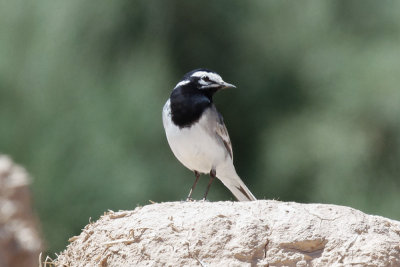 Moroccan Wagtail, Rissani, 1 April 2015-2495.jpg