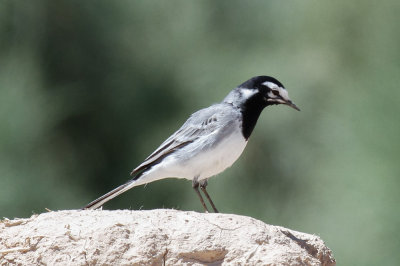 Moroccan Wagtail, Rissani, 1 April 2015-2501.jpg