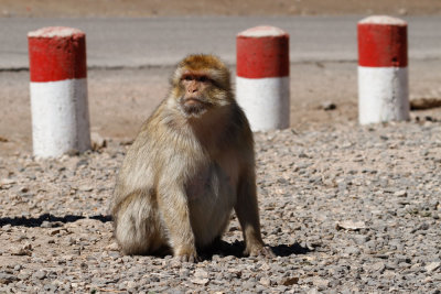 Barbary Macaque, Ifrane, 2 April 2015-3330.jpg