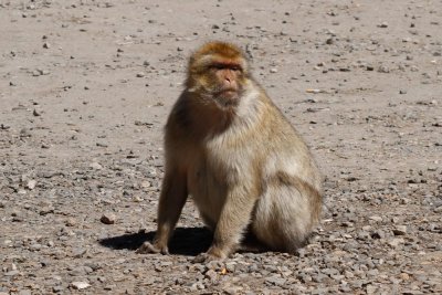 Barbary Macaque, Ifrane, 2 April 2015-3331.jpg
