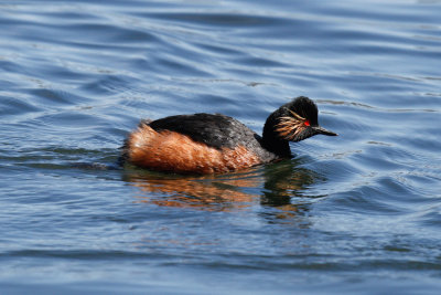 Black-necked Grebe, Lac Aoua,  2 April 2015, low res-3345.jpg