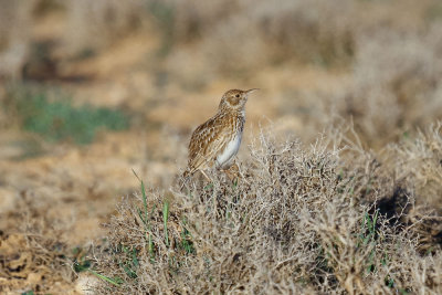 Dupont's Lark, near Zaida, 2 April 2015, low res-2713.jpg