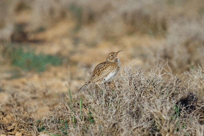 Dupont's Lark, near Zaida, 2 April 2015, low res-2725.jpg