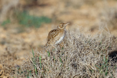 Dupont's Lark, near Zaida, 2 April 2015, low res-2736.jpg