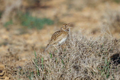 Dupont's Lark, near Zaida, 2 April 2015, low res-2745.jpg