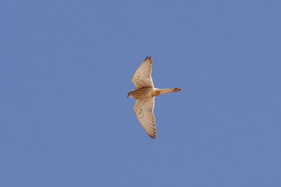 Lesser Kestrel, Timahdite, 2 April 2015-3264.jpg