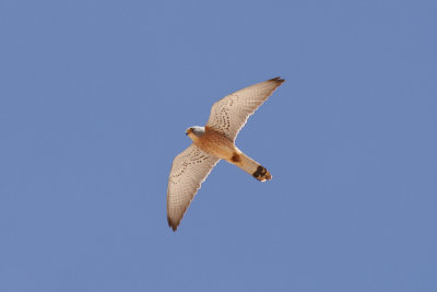 Lesser Kestrel, Timahdite, 2 April 2015-3269.jpg