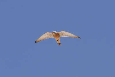 Lesser Kestrel, Timahdite, 2 April 2015-3283.jpg