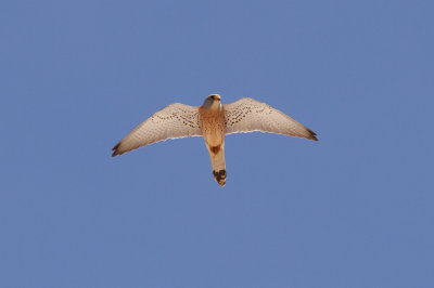 Lesser Kestrel, Timahdite, 2 April 2015-3284.jpg